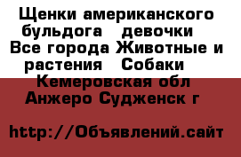 Щенки американского бульдога ( девочки) - Все города Животные и растения » Собаки   . Кемеровская обл.,Анжеро-Судженск г.